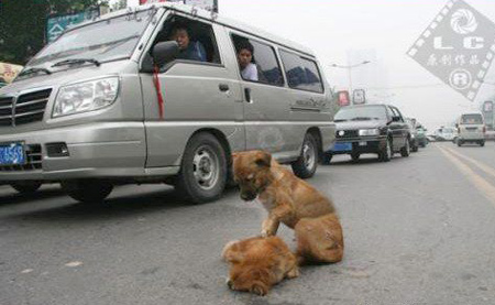 Using its paw, the dog tried to wake its already-dead friend.... Using its paw, the dog tried to wake its already-dead friend....