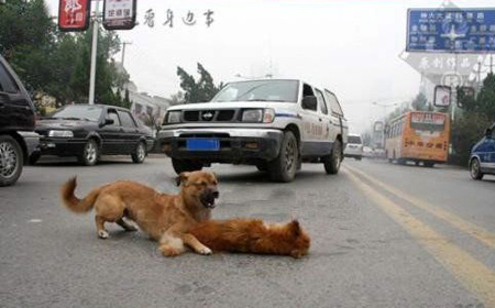 The dog kept trying to push its dead friend out of the heavy traffic road. The dog kept trying to push its dead friend out of the heavy traffic road.