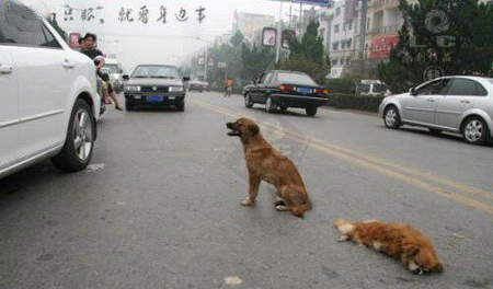 Even in heavy traffic, the dog just won't leave its friend. The dog ask for help from the witness with it loyalty Even in heavy traffic, the dog just won't leave its friend. The dog ask for help from the witness with it loyalty