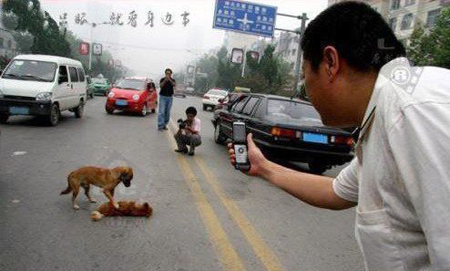 Witnesses were touched that even an ordinary dog can be so loyal ! Witnesses were touched that even an ordinary dog can be so loyal !